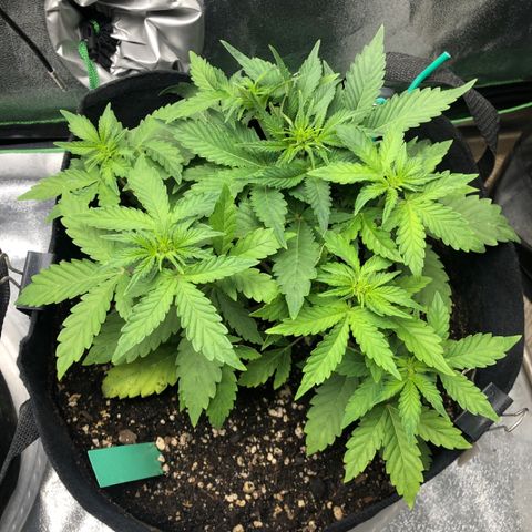 Number 3  growlog timeline photo