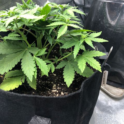 Number 3  growlog timeline photo
