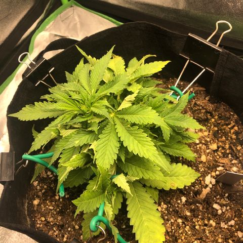 Number 1 growlog photo: Cut off leaves because DEEHD
