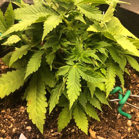Number 1 growlog timeline photo
