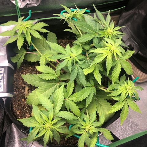 Number 3  growlog photo: Cut some dead leaves off but whatever the issue with #1 it wasn’t as severe with #3