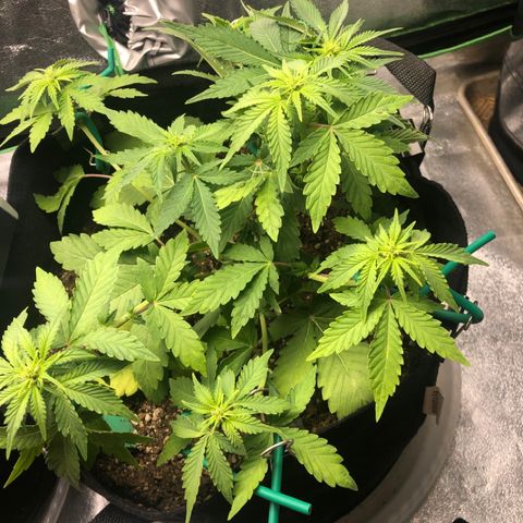 Number 3  growlog photo: Cut some dead leaves off but whatever the issue with #1 it wasn’t as severe with #3