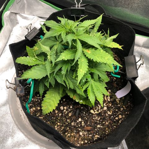 Number 1 growlog timeline photo