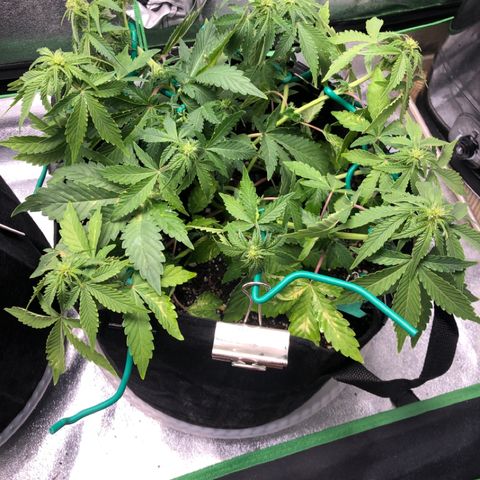 Number 3  growlog timeline photo