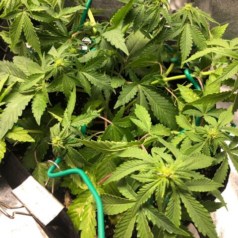 Number 3  growlog timeline photo