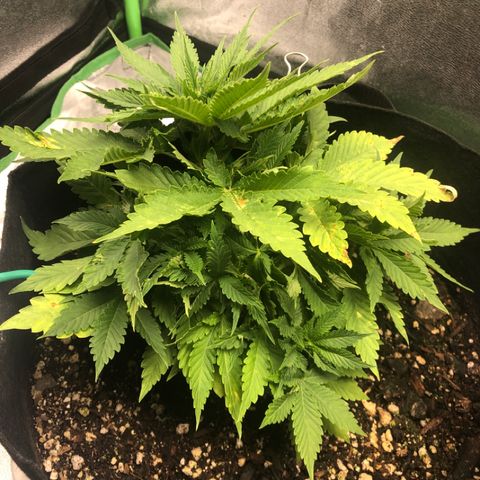 Number 1 growlog timeline photo