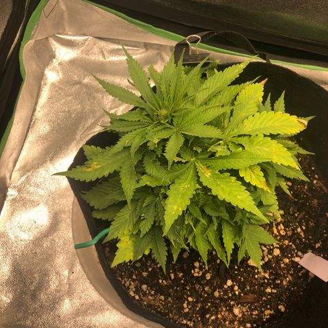 Number 1 growlog timeline photo