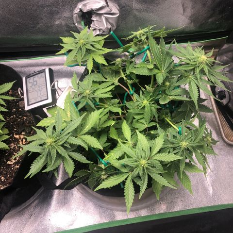 Number 3  growlog timeline photo
