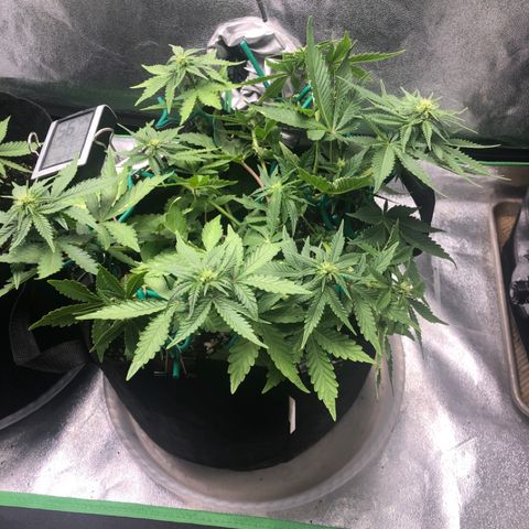 Number 3  growlog timeline photo