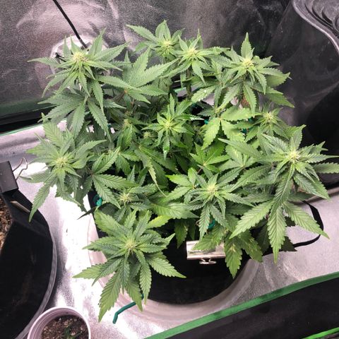 Number 3  growlog timeline photo