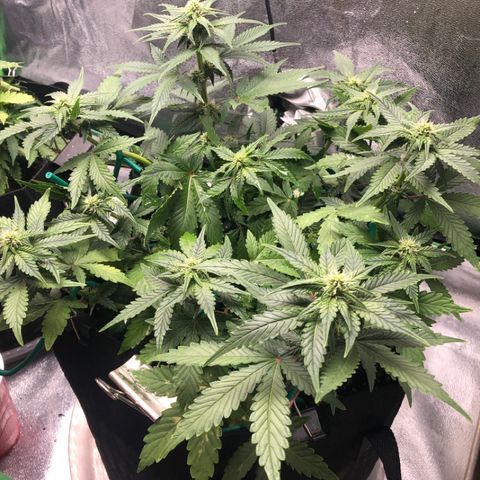 Number 3  growlog timeline photo