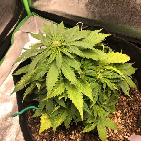 Number 1 growlog timeline photo