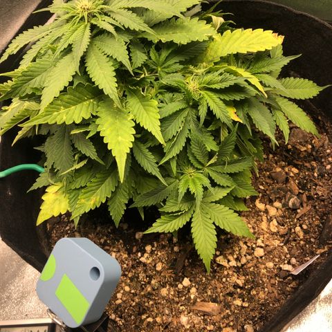 Number 1 growlog timeline photo