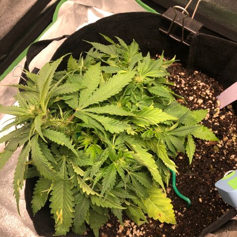 Number 1 growlog timeline photo