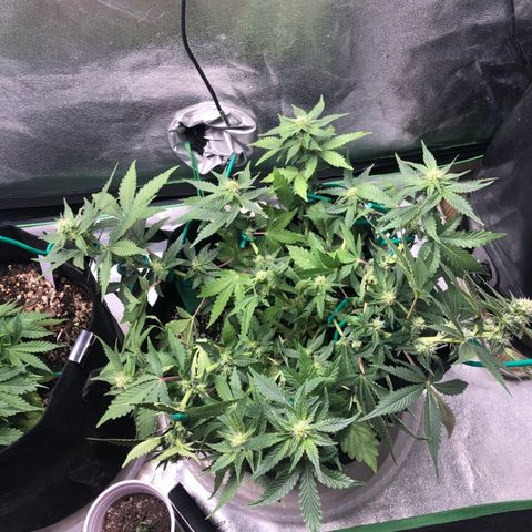 Number 3  growlog timeline photo