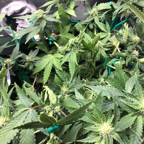 Number 3  growlog timeline photo