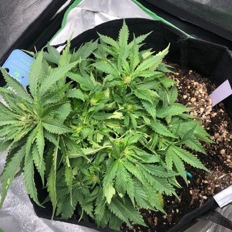 Number 1 growlog photo: I feel like I ducked up somehow. This came back from the dead a little bit hoping for some yield but it doesn’t look as good as number 3 lol but y tho 