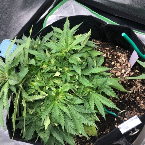 Number 1 growlog photo: I feel like I ducked up somehow. This came back from the dead a little bit hoping for some yield but it doesn’t look as good as number 3 lol but y tho 