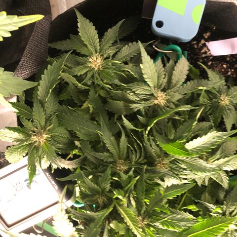 Number 1 growlog timeline photo