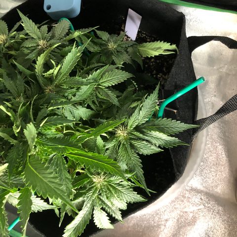 Number 1 growlog timeline photo