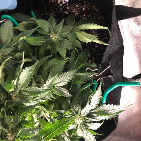 Number 1 growlog timeline photo