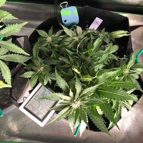 Number 1 growlog timeline photo