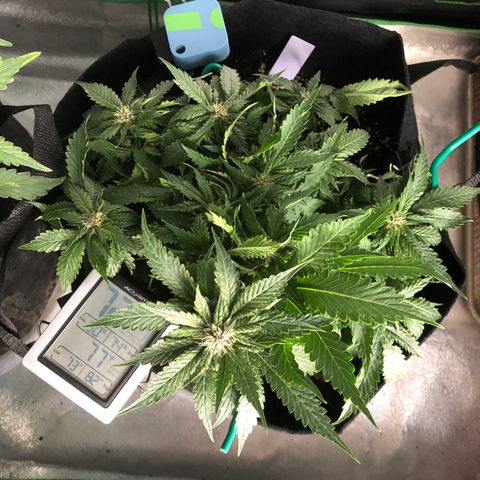 Number 1 growlog timeline photo