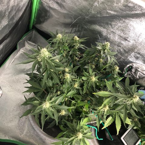 Number 3  growlog timeline photo