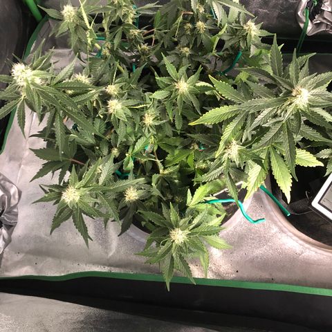 Number 3  growlog timeline photo