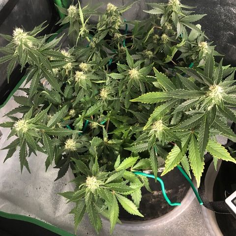 Number 3  growlog timeline photo