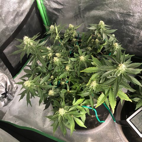 Number 3  growlog timeline photo
