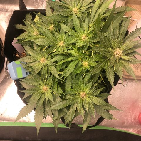 Number 1 growlog timeline photo