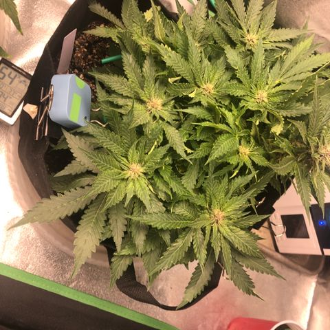 Number 1 growlog timeline photo