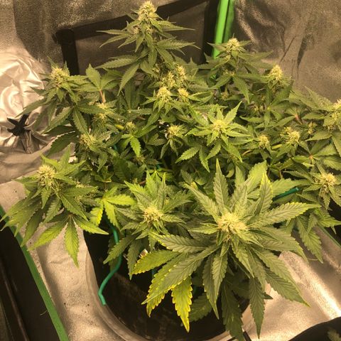 Number 3  growlog timeline photo