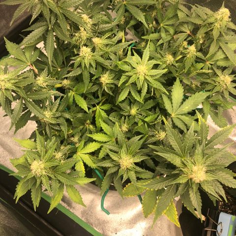Number 3  growlog timeline photo