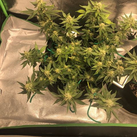 Number 3  growlog timeline photo