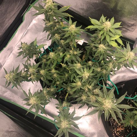 Number 3  growlog timeline photo