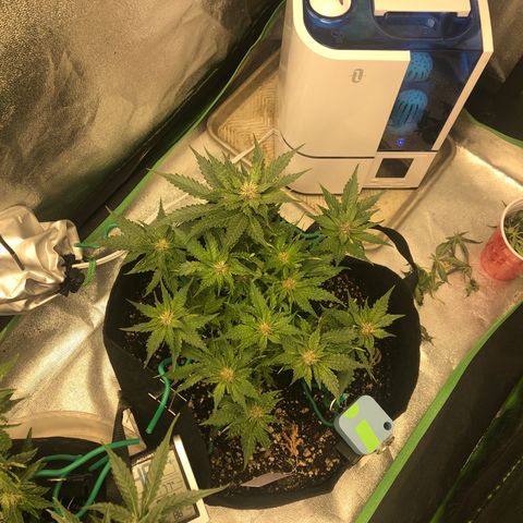 Number 1 growlog timeline photo