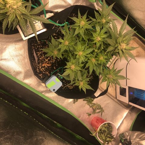 Number 1 growlog timeline photo