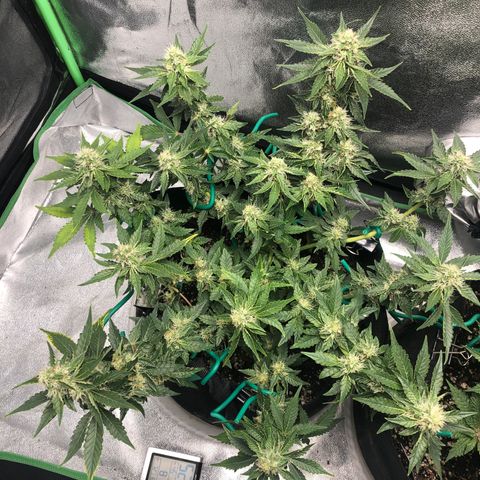 Number 3  growlog timeline photo
