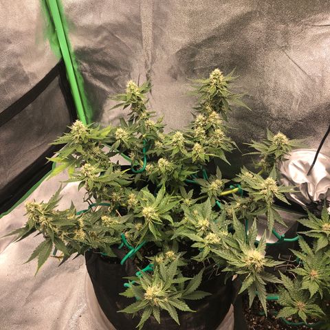 Number 3  growlog timeline photo