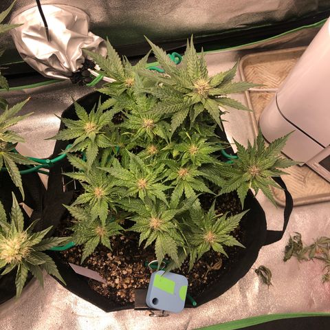Number 1 growlog timeline photo