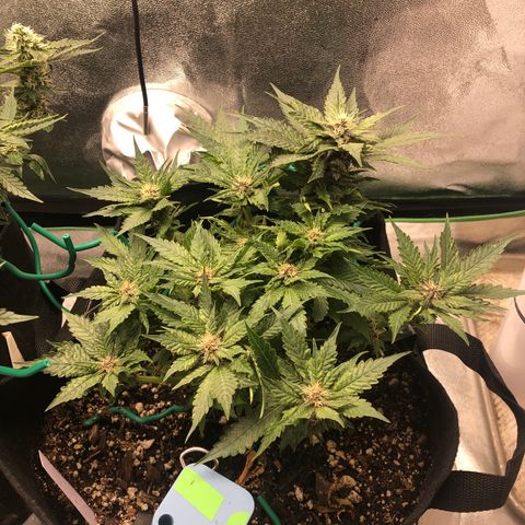 Number 1 growlog timeline photo