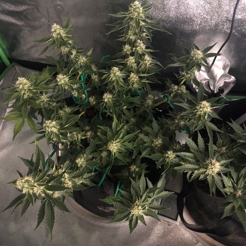 Number 3  growlog timeline photo