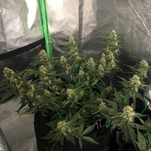 Number 3  growlog timeline photo