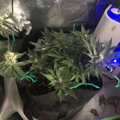 Number 1 growlog timeline photo