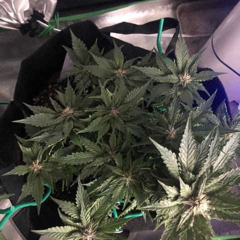 Number 1 growlog timeline photo