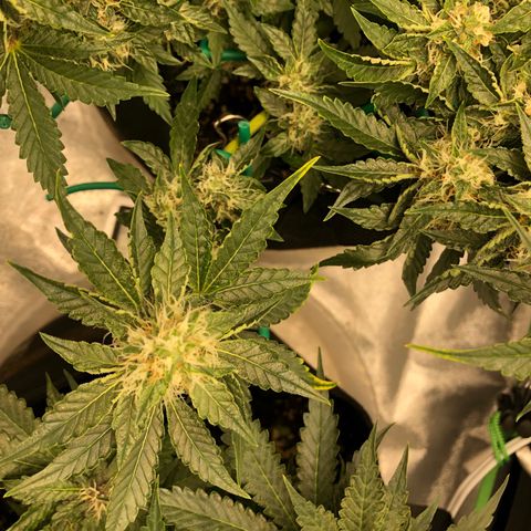Number 3  growlog timeline photo