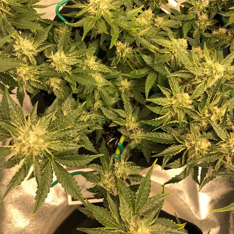 Number 3  growlog timeline photo
