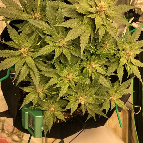 Number 1 growlog timeline photo